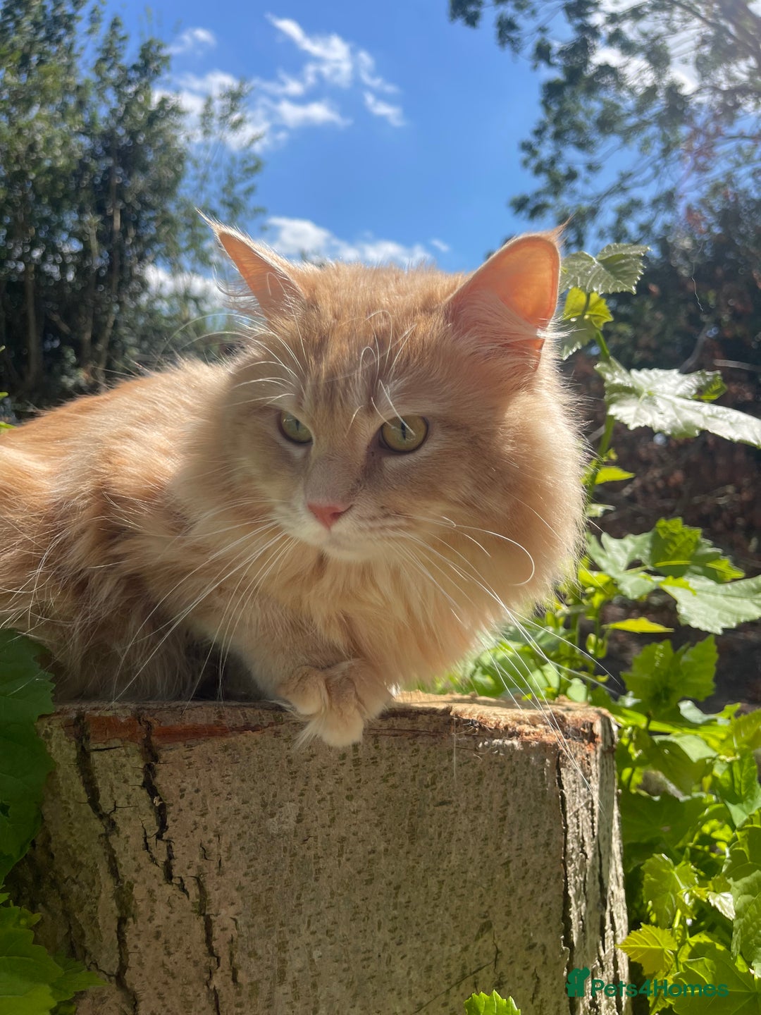 Maine Coon cats for sale: STUNNING MAINE COON - Image 3