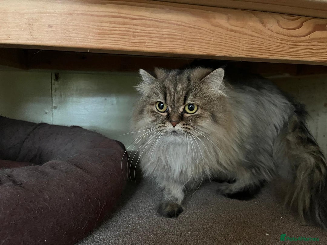 Persian cats for sale: Beautiful mum and daughter  - Image 4