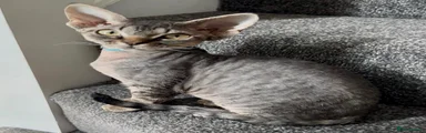 Devon Rex 1