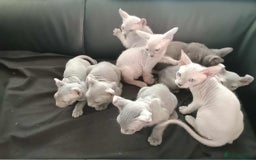 Sphynx cats for sale: Shynx Elf & Peterball kittens - Image 12