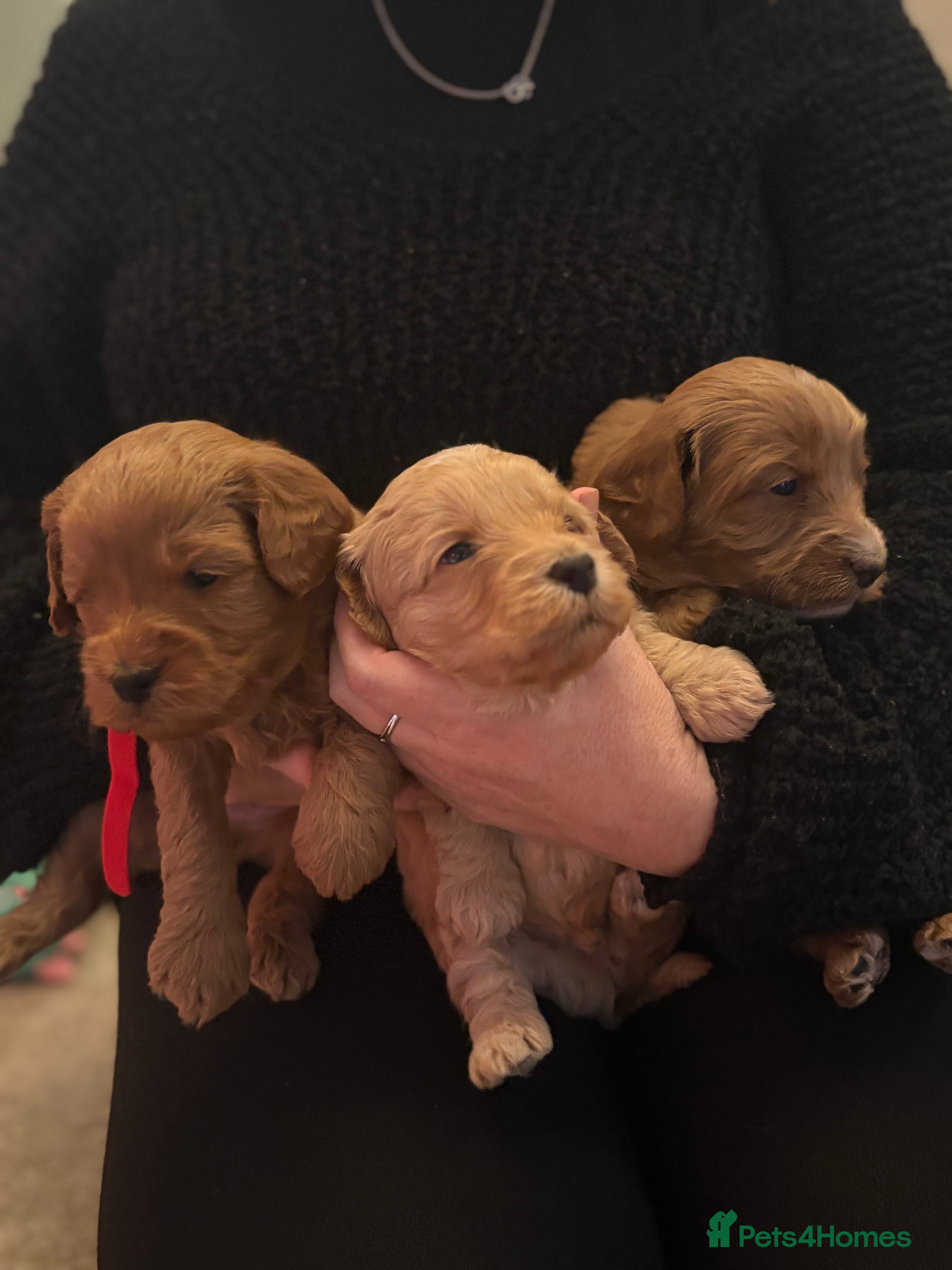 Cockapoo dogs F1B Cockapoo’s - Advert 4