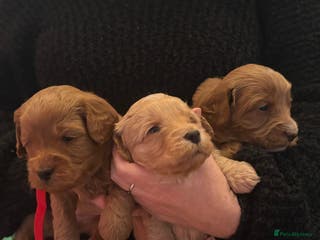 Cockapoo dogs F1B Cockapoo’s - Advert 8