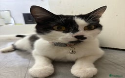 Mixed Breed cats for sale: 3 girls 1 boy - Image 5