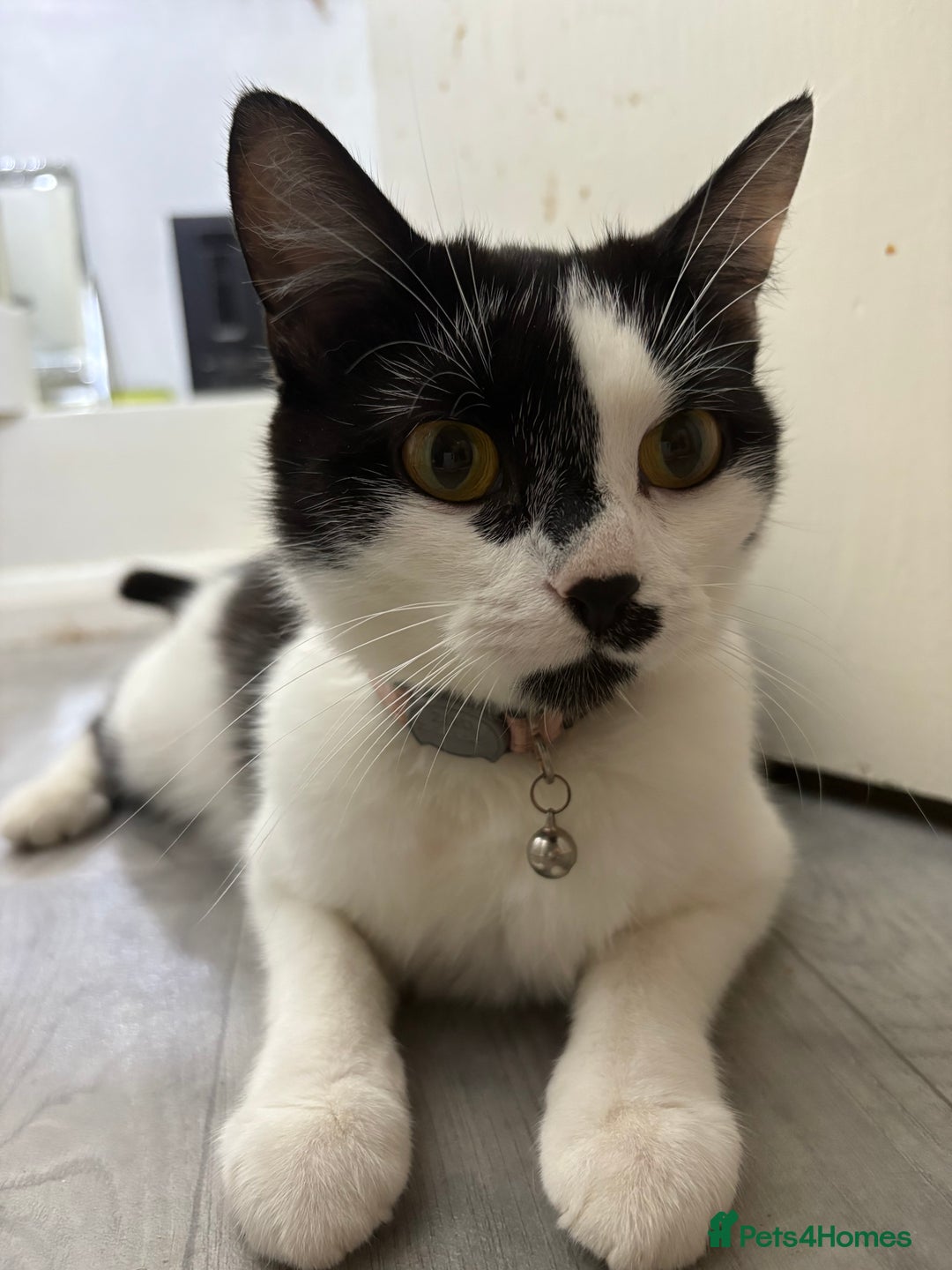 Mixed Breed cats for sale: 3 girls 1 boy - Image 5