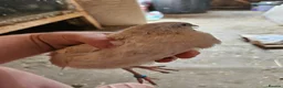 Quail poultry for sale: Coturnix quail chicks beautiful colours  - Advert 7