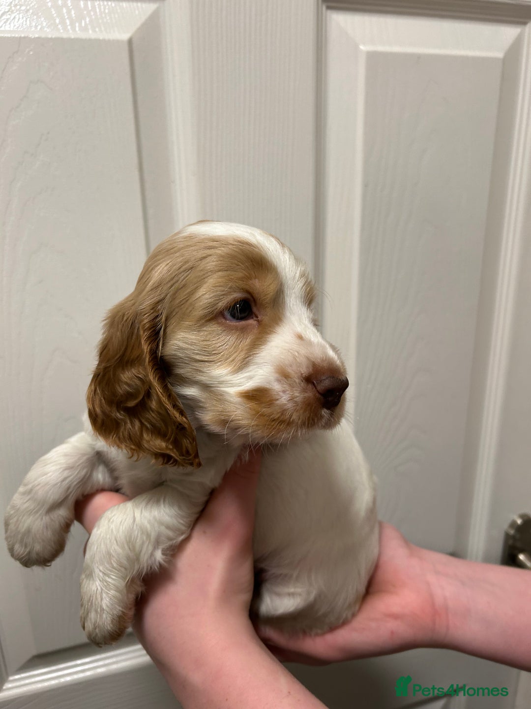 Cocker Spaniel dogs for sale: Gorgeous show type cocker spaniel  - Image 14