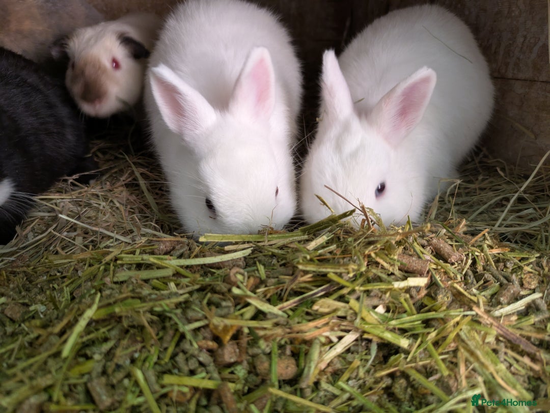 Netherland Dwarf rabbits for sale: BEW VM agouti Netherland dwarf  baby young rabbits - Image 1