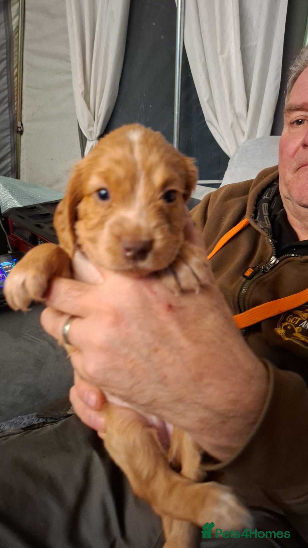 Cocker Spaniel dogs for sale: Gorgeous Guys & Gal - Advert 6