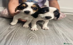 Jack Russell dogs for sale: 2 beautiful Jack Russell puppy girls left  - Image 18