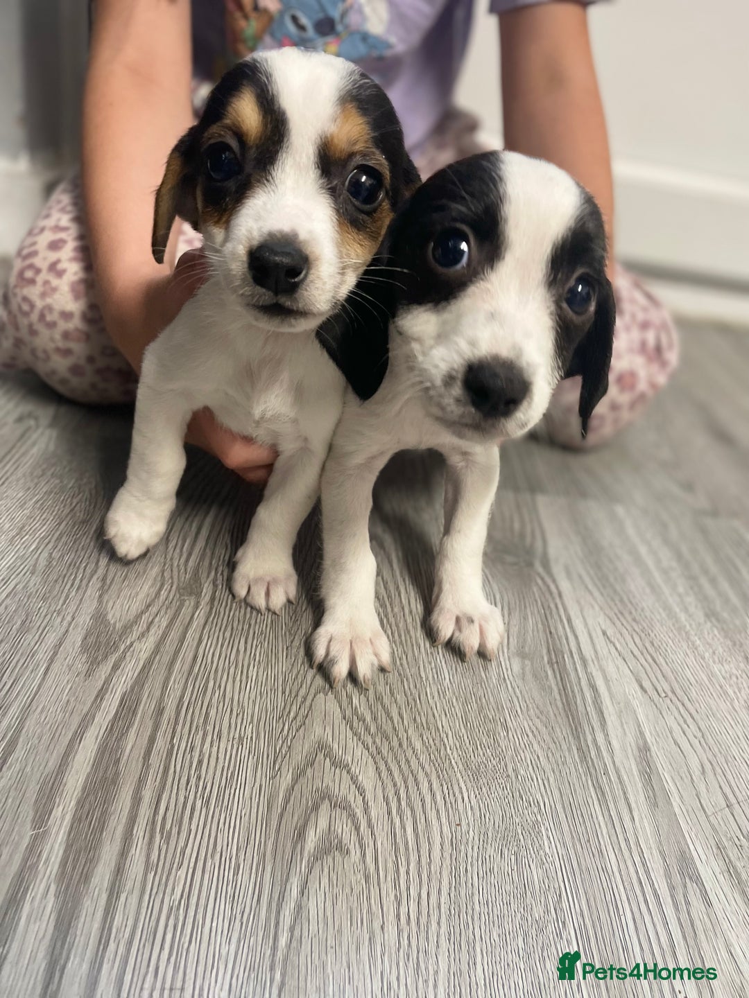 Jack Russell dogs for sale: 2 beautiful Jack Russell puppy girls left  - Image 18