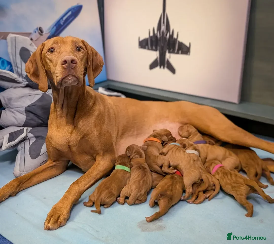 Hungarian Vizsla dogs for sale: Vizsla Puppies Looking for Their Forever Homes 🐾 in Saint Asaph - Advert 2