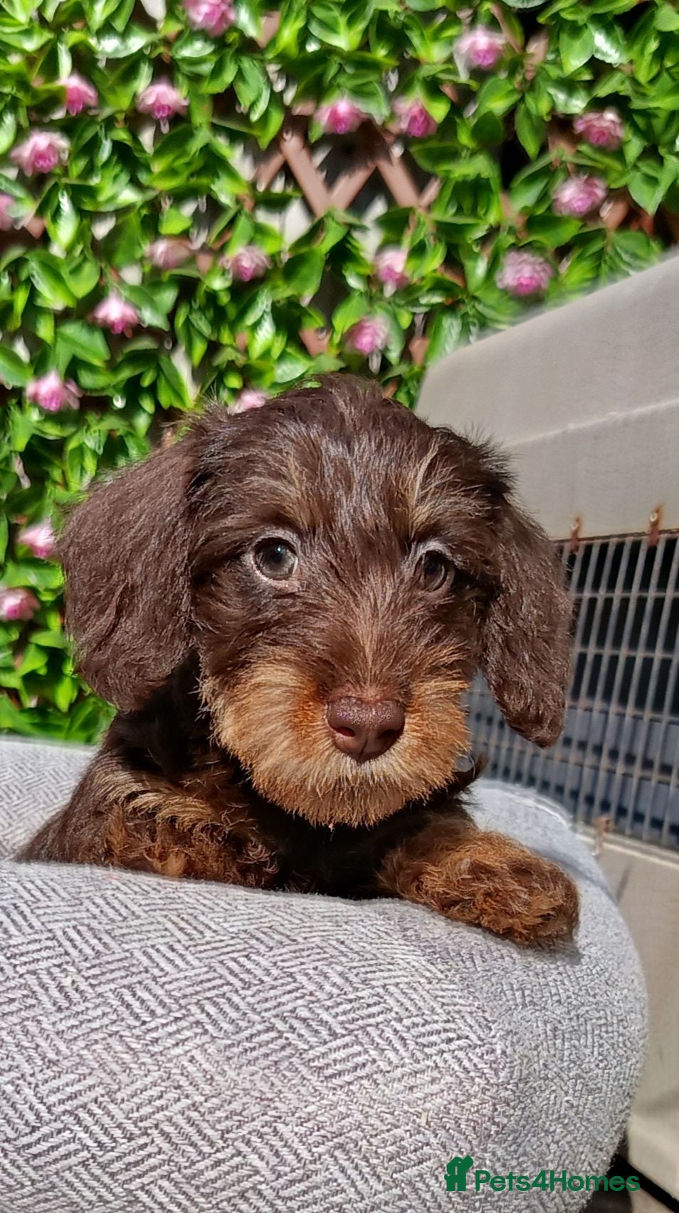 Miniature Dachshund dogs READY NOW MINI WIRES KC REG PRA LAFORA CLEAR - Advert 2