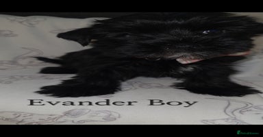 Yorkshire Terrier dogs - Advert 11