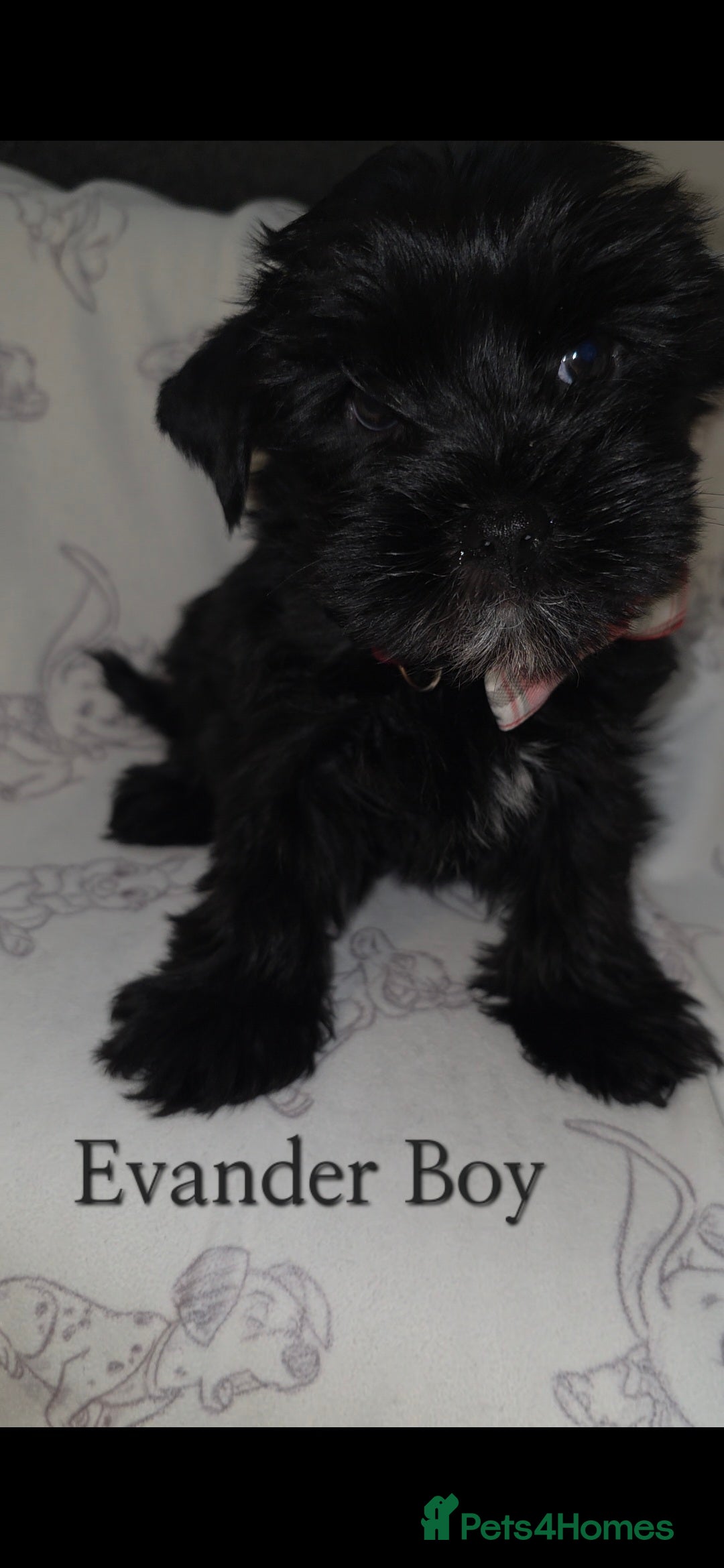 Yorkshire Terrier dogs for sale: Yorkshire Terrier Puppies Ready Now - Image 3