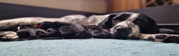 Springador dogs for sale: BEAUTIFUL SPRINGADOR PUPPIES - Advert 33