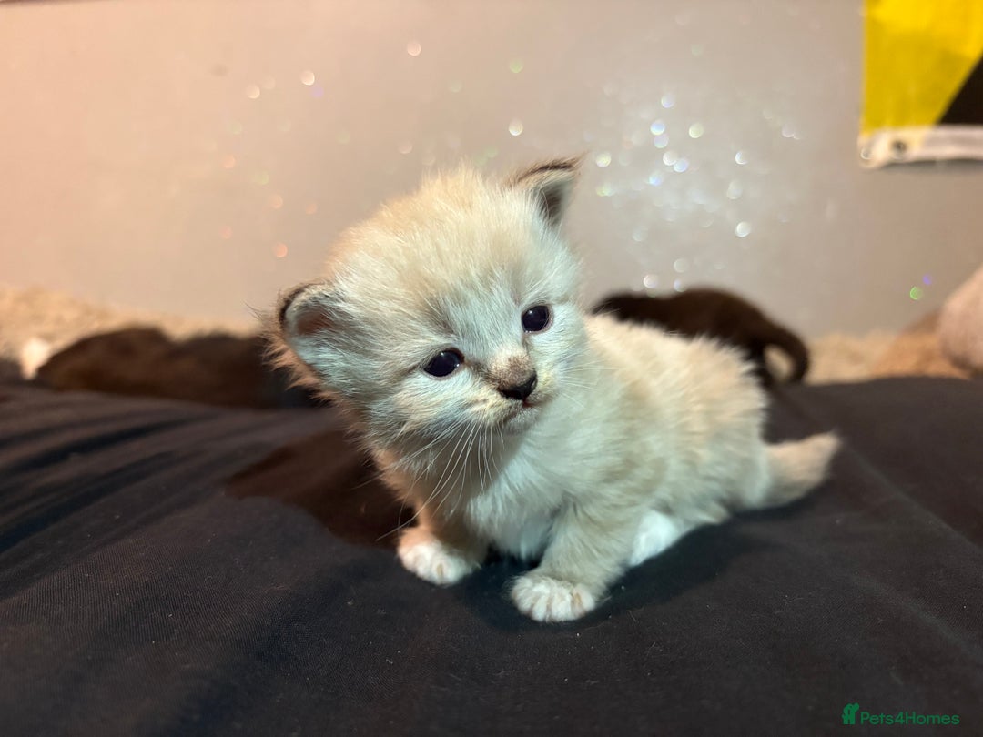 Mixed Breed cats for sale: Kittens for sale  - Image 7