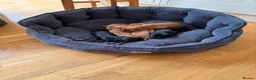 Cocker Spaniel dogs for sale: Litter of Cute Cocker Spaniels in Liverpool - Advert 25