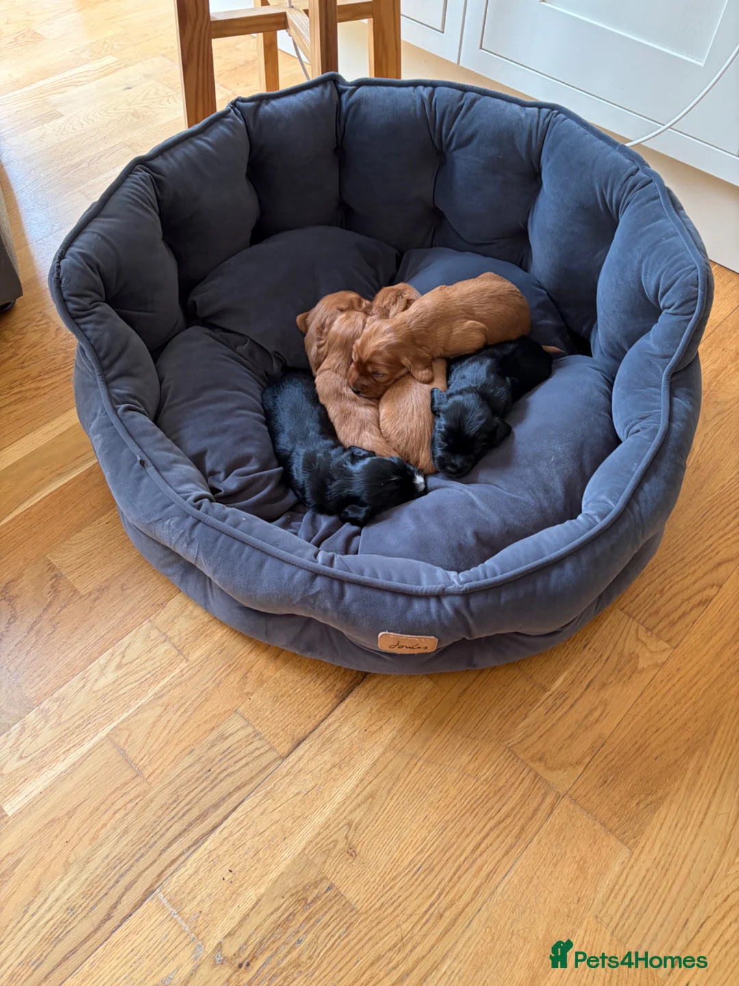 Cocker Spaniel dogs for sale: Litter of Cute Cocker Spaniels in Liverpool - Advert 25