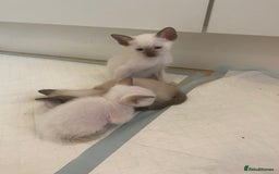 Siamese cats for sale: 🤩🐱Beautiful Siamese kittens for sale🐱⚡️ - Image 5