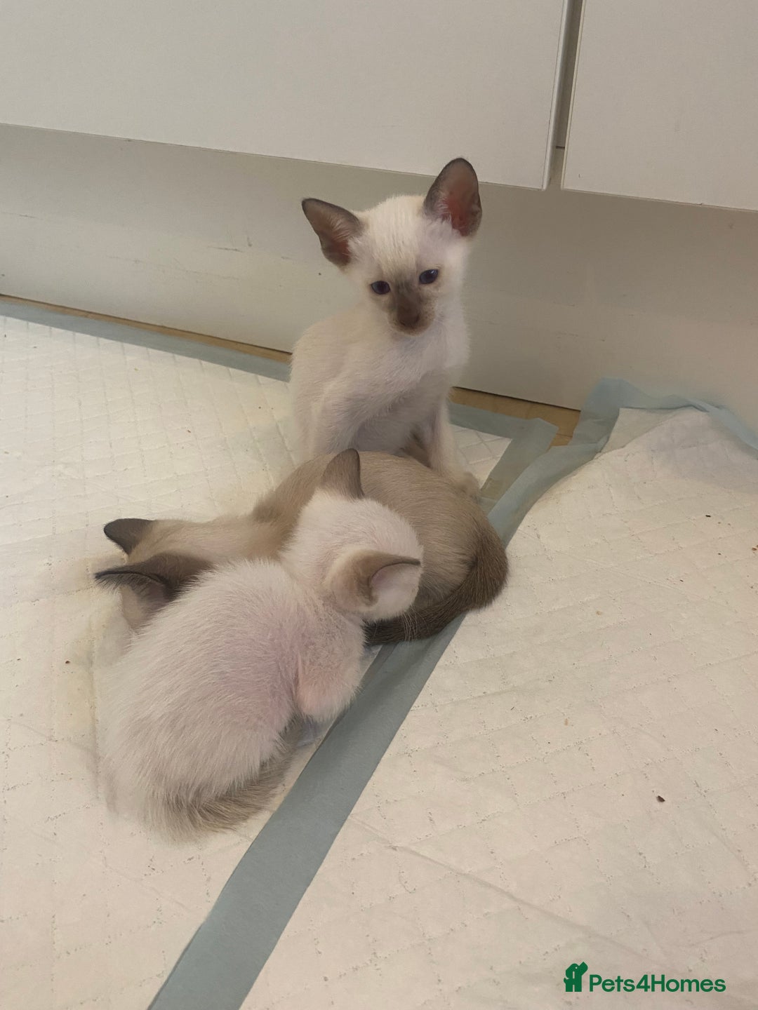 Siamese cats for sale: 🤩🐱Beautiful Siamese kittens for sale🐱⚡️ - Image 5