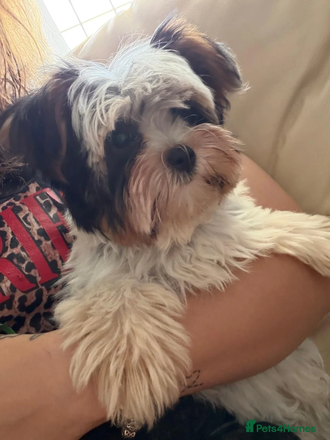 Biewer Terrier dogs for sale: Stunning girl - Advert 4