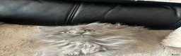 Persian cats for sale: Beautiful Persian babies ready now   - Advert 4