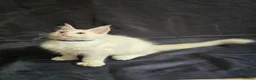 Maine Coon cats for sale: Ready now-Tica Maine Coon Kittens  - Advert 6