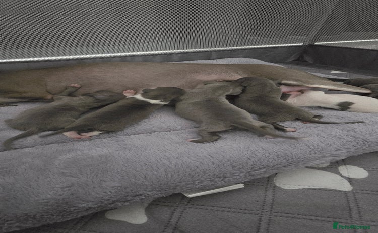 Italian Greyhound dogs - Advert 4