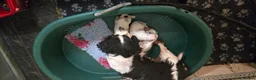 Cavachon dogs for sale: Gorgeous Cavachon puppies - Advert 24