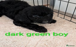 Cockapoo dogs for sale: Stunning f1 Cockapoo puppy's  - Image 6