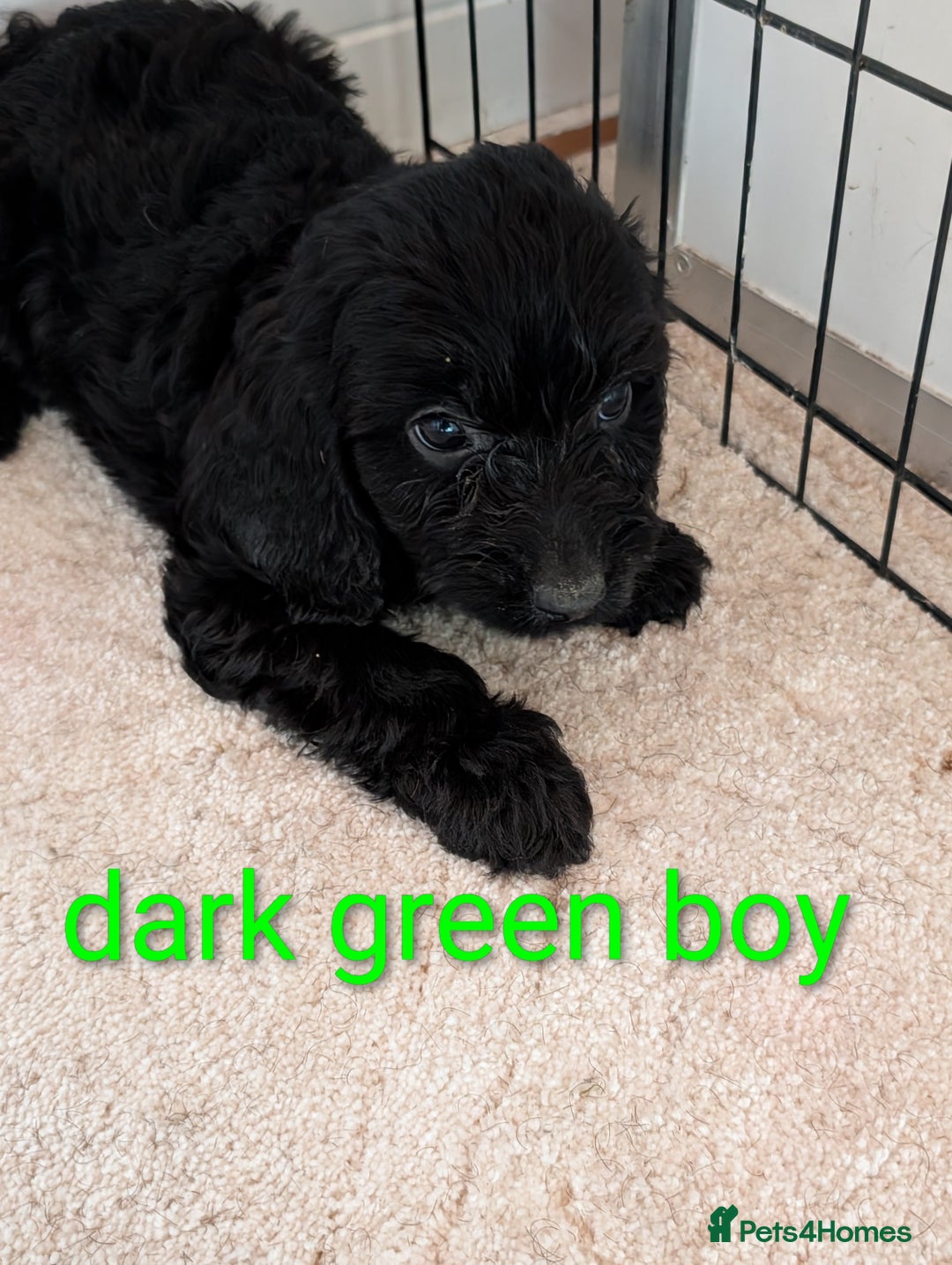 Cockapoo dogs for sale: Stunning f1 Cockapoo puppy's  - Image 6