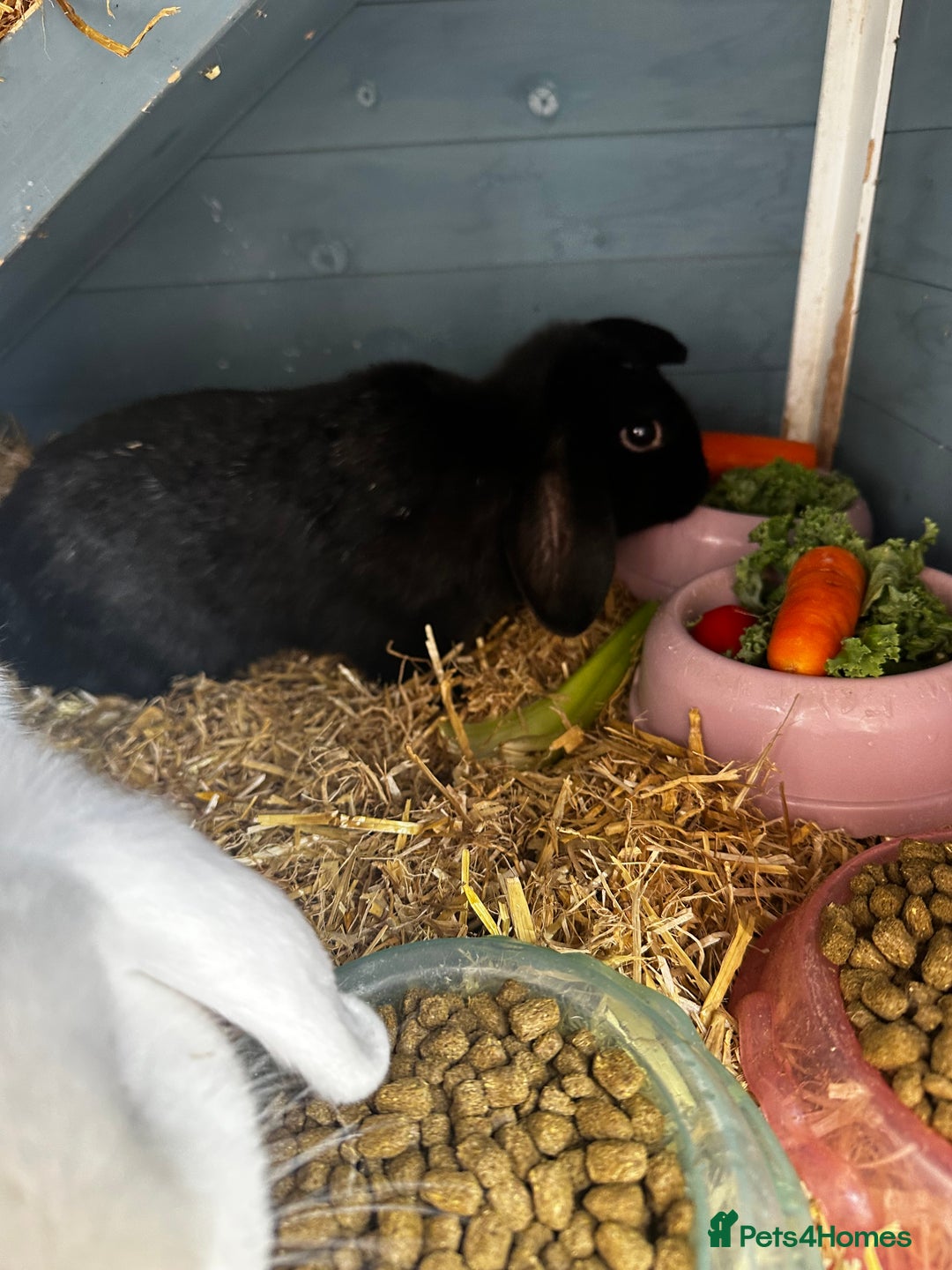 Dwarf Lop rabbits for sale: 2 Lop Rabbits  - Image 5