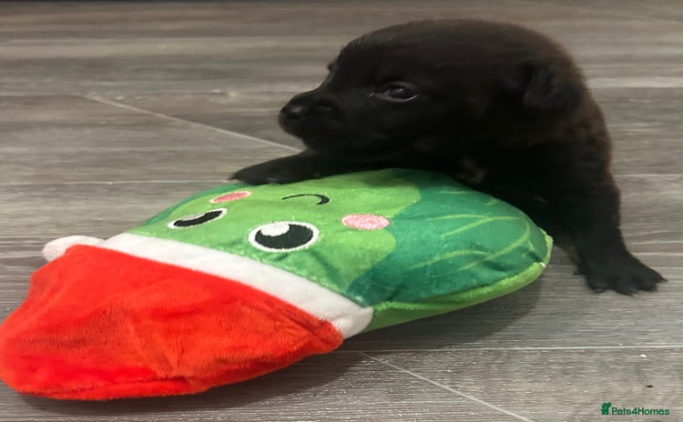 Labradoodle dogs 2 BEAUT MALES & 1 FEMALE MINI LABRADOODLE PUPPIES - Advert 2