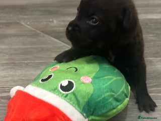 Labradoodle dogs 2 BEAUT MALES & 1 FEMALE MINI LABRADOODLE PUPPIES - Advert 2