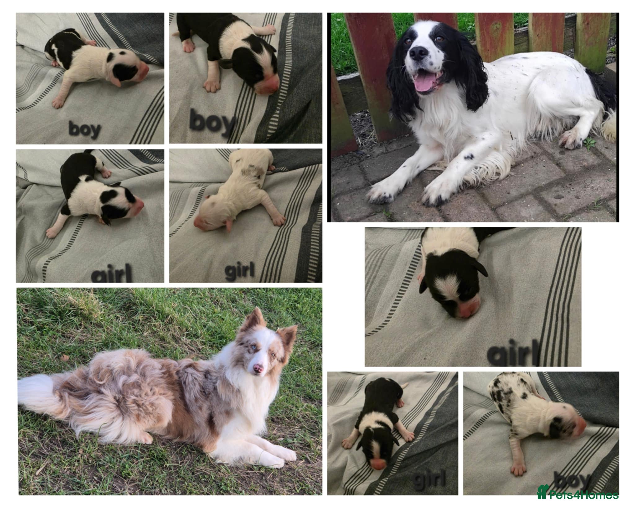 Mixed Breed dogs Cocker spaniel cross border collie - Advert 5
