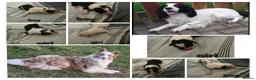 Mixed Breed dogs for sale: Cocker spaniel cross border collie - Advert 1