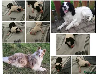Mixed Breed dogs Cocker spaniel cross border collie - Advert 2