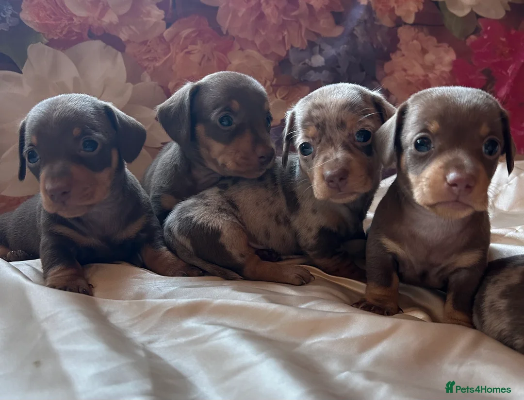 Miniature Dachshund dogs for sale: Miniature dachshund puppies 🐶  - Advert 2