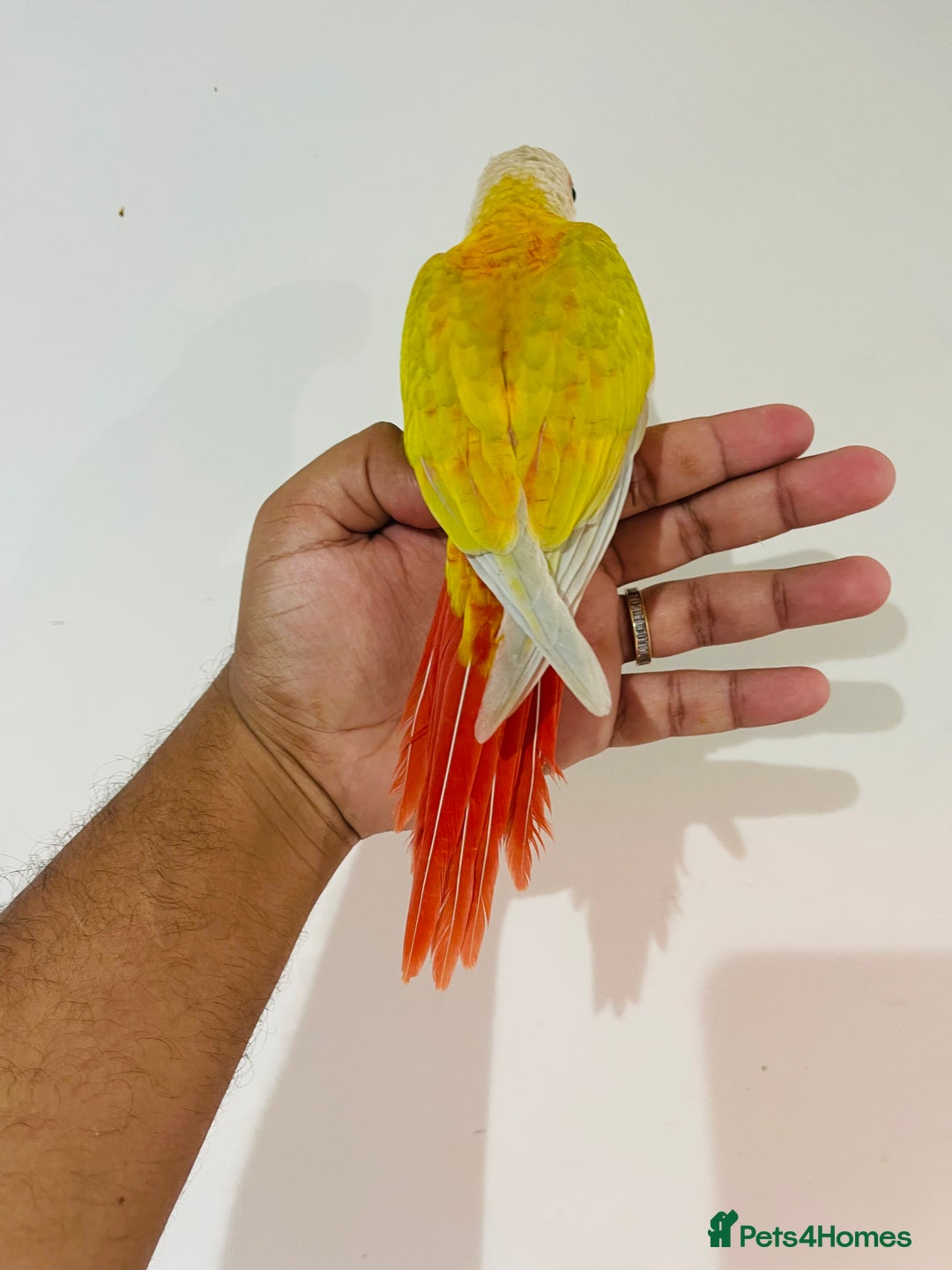 Mixed Breed birds for sale: Various birds for sale - Image 14