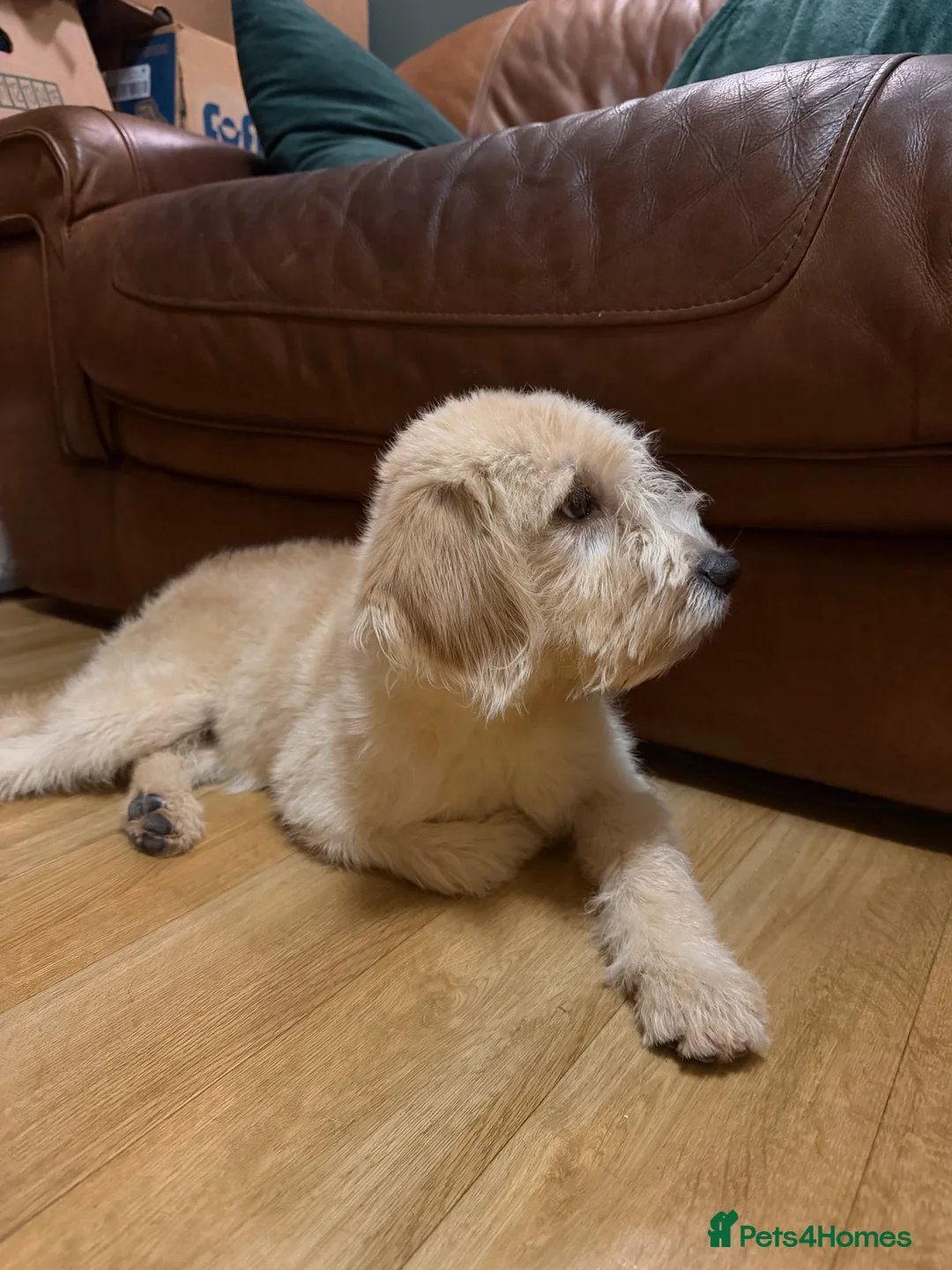 Labradoodle dogs for sale: Labradoodle  - Advert 3