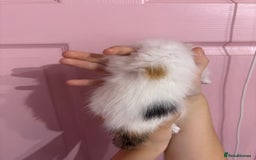 Bengal cats for sale: Bengal mix   in Manchester - Image 18