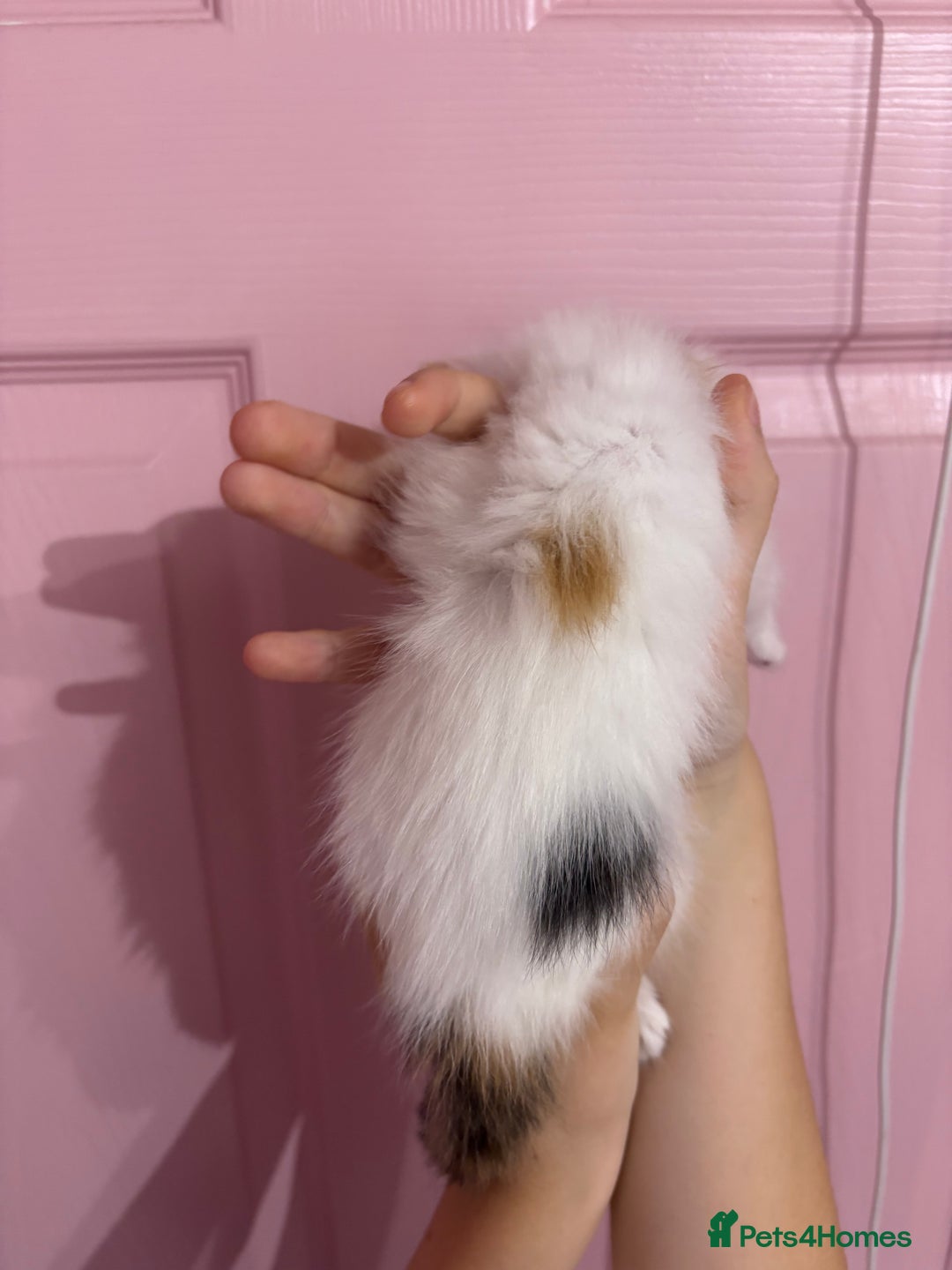 Bengal cats for sale: Bengal mix   in Manchester - Image 18