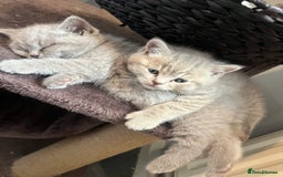 British Shorthair cats for sale: Beautiful bsh lilac kittens  - Image 2