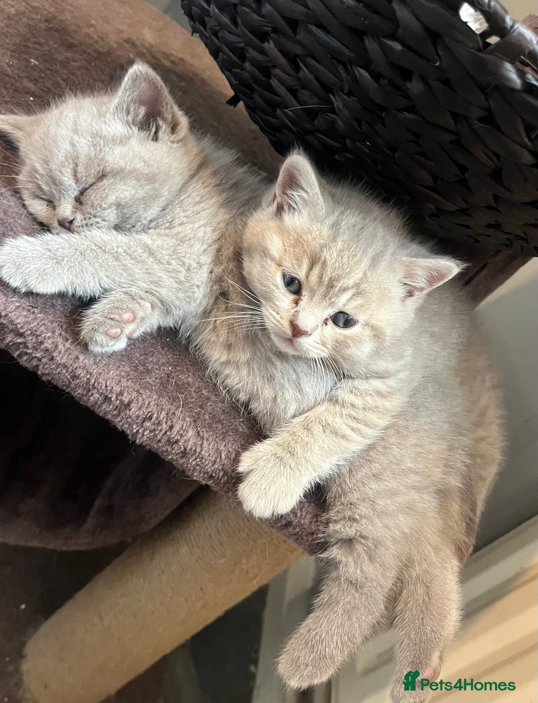 British Shorthair cats for sale: Beautiful bsh lilac kittens  - Image 2