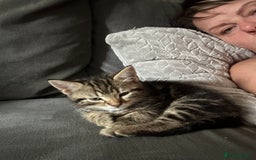 Mixed Breed cats for sale: Classic tabby boy ready for he’s forever home  - Image 2