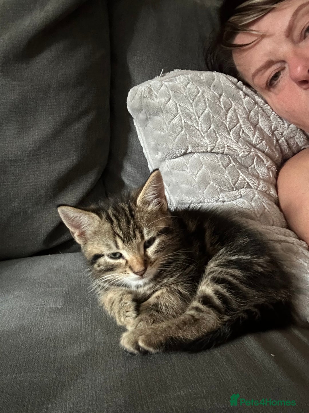 Mixed Breed cats for sale: Classic tabby boy ready for he’s forever home  - Image 2