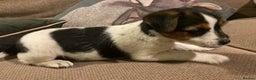 Jack Russell dogs for sale: Gorgeous Jack Russell Puppies  - Advert 6