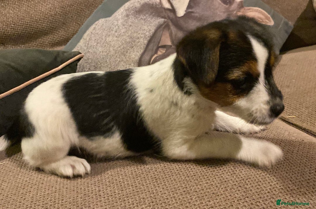 Jack Russell dogs for sale: Gorgeous Jack Russell Puppies  - Advert 6