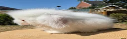 Angora rabbits for sale: Teddywidders ready to go now  - Advert 10