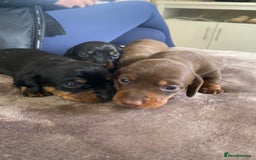 Miniature Dachshund dogs for sale: Miniature dachshunds  - Image 2